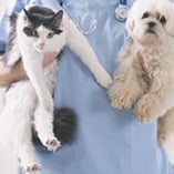 assurance chien chat